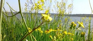 Как выбрать прямострочную машину в аренду
